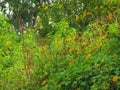 Sunflowers on the edge of a beautiful rice field Royalty Free Stock Photo