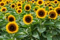 Sunflowers endless field background Royalty Free Stock Photo