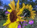 Sunflowers facing different directions on a field Royalty Free Stock Photo