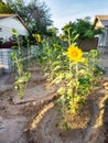 Sunflowers Facing Morning Sun