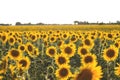 Sunflowers farm in La Alcarria