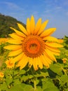 Sunflowers farm