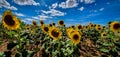 Sunflowers farm sun