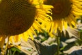 Sunflowers at the farm sunny day super close up Royalty Free Stock Photo