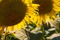 Sunflowers at the farm sunny day super close up Royalty Free Stock Photo