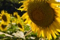 Sunflowers at the farm sunny day super close up Royalty Free Stock Photo