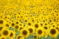 Sunflowers field Royalty Free Stock Photo