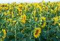 Sunflowers field Royalty Free Stock Photo