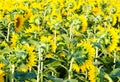 Sunflowers field Royalty Free Stock Photo