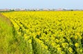 Sunflowers field Royalty Free Stock Photo