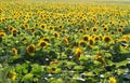 Sunflowers field