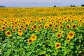 Sunflowers field