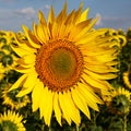 Sunflowers in the field against the blue sky with clouds Royalty Free Stock Photo