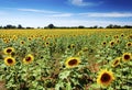 Sunflower Field with Blue Sky and White Clouds Royalty Free Stock Photo