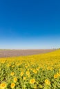Sunflowers in a field against sunny blue sky. Idyllic summer agriculture landscape Royalty Free Stock Photo