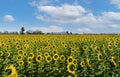 .Sunflowers Field Back Side at lop buri. Thailand Royalty Free Stock Photo