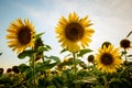 Sunflowers field Royalty Free Stock Photo