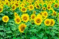 Sunflowers field blooming in the garden at sunny summer or spring day Royalty Free Stock Photo