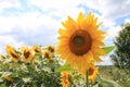 Sunflowers Royalty Free Stock Photo