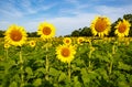 McKee Beshers Maryland Sunflowers in Field Blue Sky