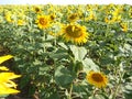 Sunflowers field Royalty Free Stock Photo