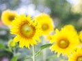 Sunflowers field and bright sun (sunflower, field, yellow) Royalty Free Stock Photo