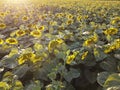 Sunflowers on the field, bright sunlight shines on the leaves and flowers of the sunflower field