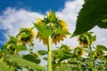 Sunflowers on the field on a bright sunny summer day. Sunflower seed Royalty Free Stock Photo