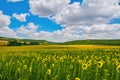 Sunflowers Field in Bulgaria Royalty Free Stock Photo