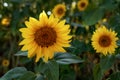 Sunflowers in the field close-up. Farming and growing plants. Healthy eating. Farming without fertilizers. Royalty Free Stock Photo