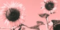 Sunflowers in the field, a close-up, a monochrome image toned in pink