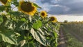 Sunflowers in the Field summer vibe