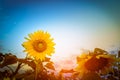 Sunflowers in the field close-up at sunset. Selection focus. Vintage tone