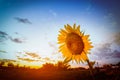 Sunflowers in the field close-up at sunset. Selection focus. Vintage tone