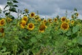 Sunflowers in a field with clouds in sky Royalty Free Stock Photo