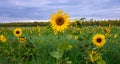 sunflowers field with cloudy blue sky in the evening Royalty Free Stock Photo