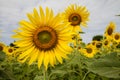 Sunflowers field