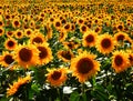 Sunflowers field