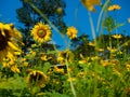 Sunflowers field with colorful bright orange and yellow on the countryside. Royalty Free Stock Photo