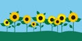 Sunflowers field. Countryside nature. Yellow flower. Blue backdrop. Summer landscape. Vector illustration. Stock image. Royalty Free Stock Photo