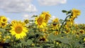 Sunflowers in the field