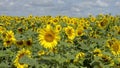 Sunflowers in the field