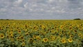 Sunflowers in the field