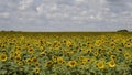 Sunflowers in the field