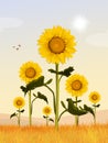 Sunflowers field