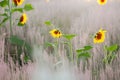 sunflowers in a field with diffused light Royalty Free Stock Photo