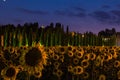 Sunflowers field at dusk with indigo sky, Umbria, Italy. Royalty Free Stock Photo