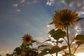 Sunflowers in the field in the evening