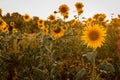 Sunflowers in a Field