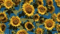 sunflowers in the field A field of sunflowers under a clear blue sky. The sunflowers are bright and cheerful, Royalty Free Stock Photo